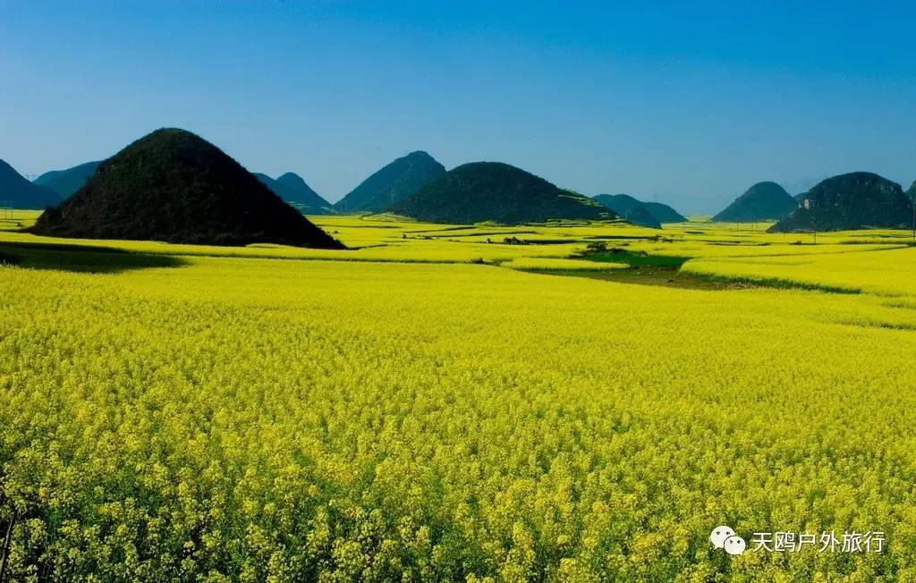 春天将至，盘点中国七大油菜花海，有的名满天下有的深藏闺中-天津大通金岛置业有限公司