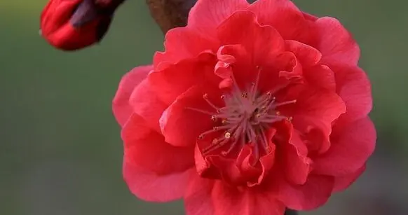 杀破狼星座运势本周（十二星座碰见喜欢的人都会怎么样？最容易招惹“烂桃花”的星座又是哪一个）