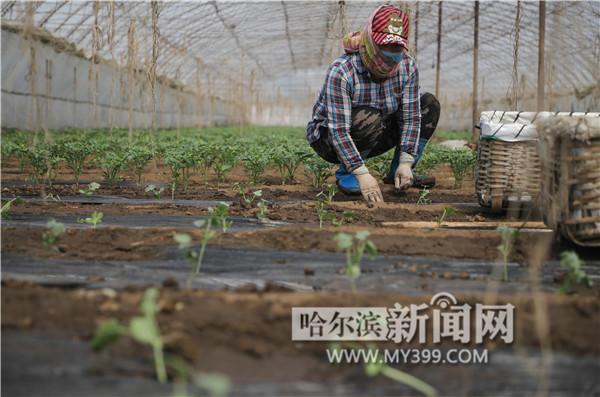 春天里，黑土地演算供给“加减法”-昊伟是上市公司么