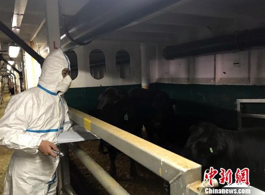 山东口岸再次海运进口澳大利亚屠宰肉牛（图）-中国从奥大利亚进口肉牛有多少