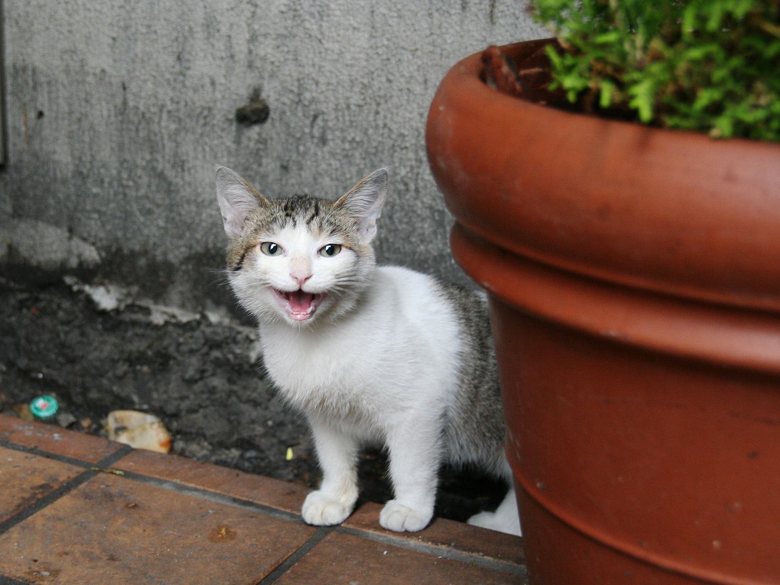 喂过了一次以后流浪猫每天放学都看到它在我家楼下等，该怎么办？