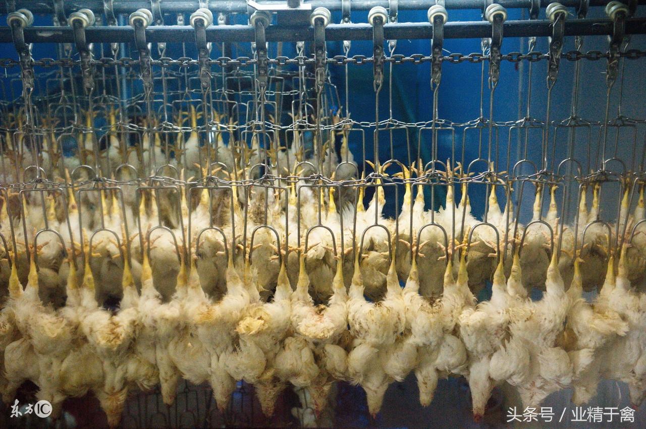 日常大家吃的鸡肉，其实是曾孙代的鸡，而且还是外国鸡的后代！-祖代鸡产多少父母代