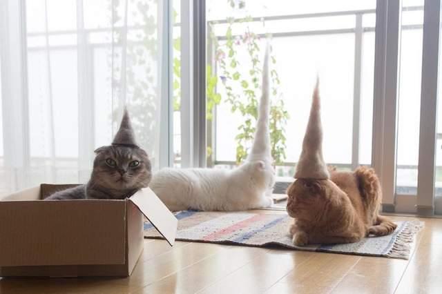家里养了一只猫，老是掉毛怎么办？