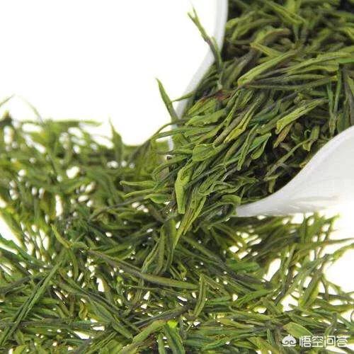 白茶属于哪个茶系？
