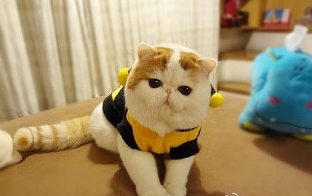 猫咪绝育之后有什么变化吗？
