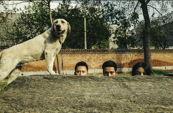 《站住！别跑！》“牲口”暴打“余儿哥”不做卧底改混黑道-北京正晖基金