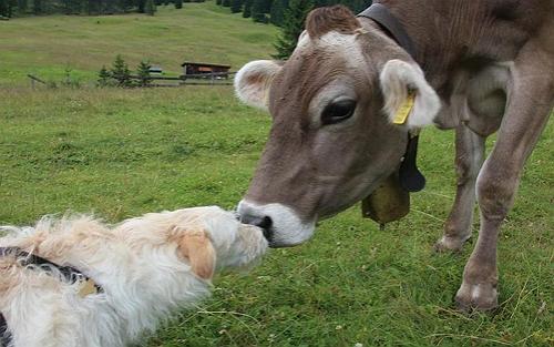 “不卖兽药、只做诊断”，入围全球最厉害的动物保健公司Top10-美国礼来公司动物保健品部