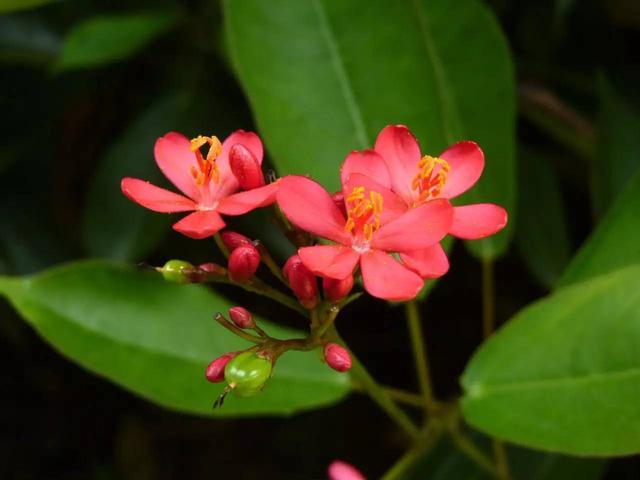 奇花异草地球上那些奇异的花儿，世界十大最奇异的植物