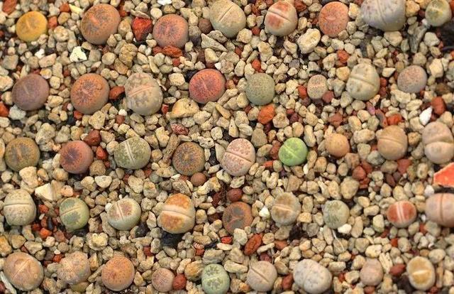 奇花异草地球上那些奇异的花儿，世界十大最奇异的植物