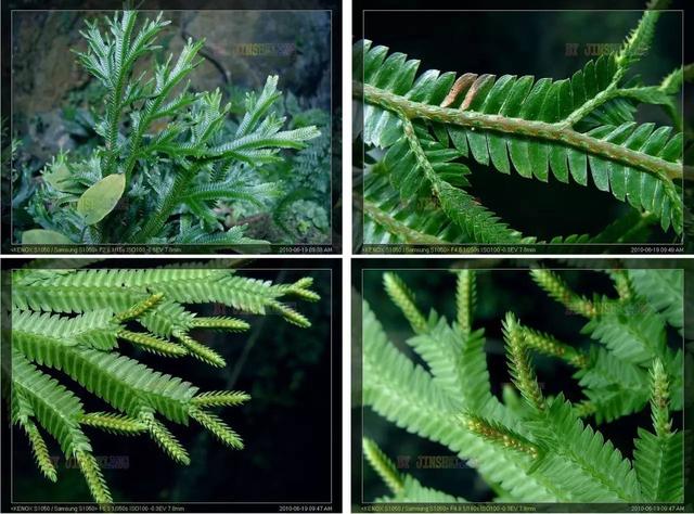 奇花异草地球上那些奇异的花儿，世界十大最奇异的植物