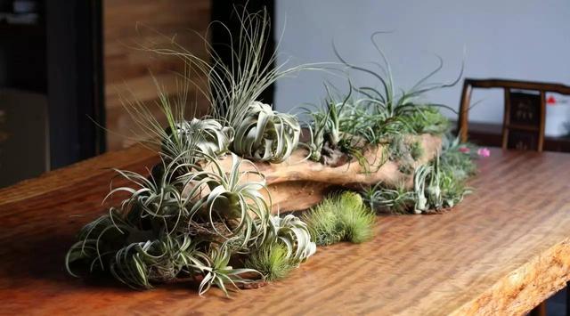 奇花异草地球上那些奇异的花儿，世界十大最奇异的植物