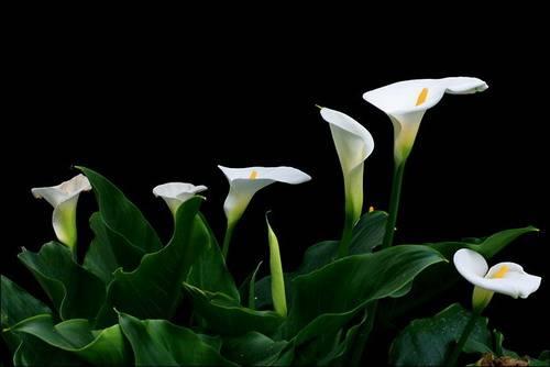 奇花异草地球上那些奇异的花儿，世界十大最奇异的植物