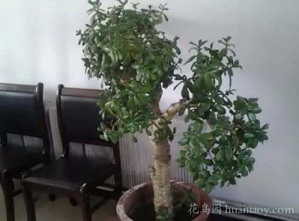 燕子掌的养殖方法，燕子掌养殖方法与注意事项