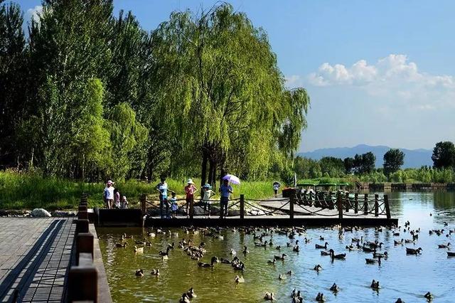 北京最美的野鸭湖，游北京野鸭湖国家湿地公园