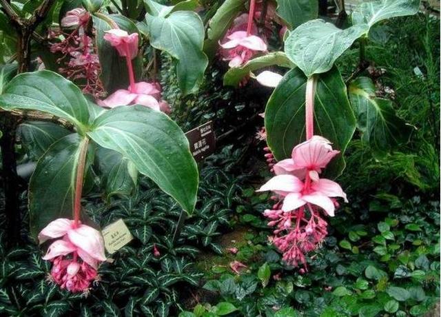 奇花异草地球上那些奇异的花儿，世界十大最奇异的植物