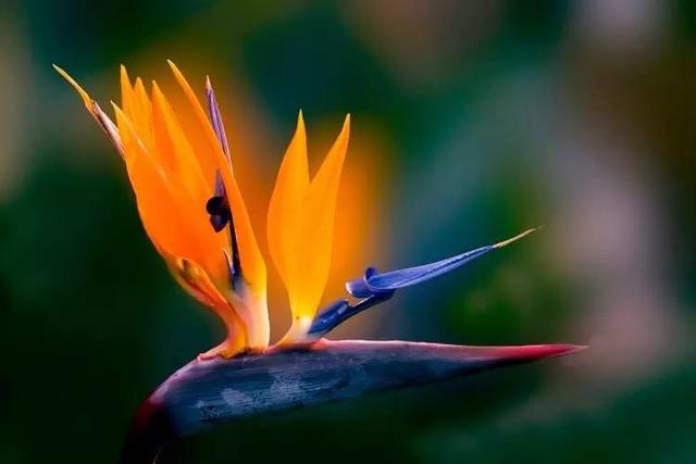 奇花异草地球上那些奇异的花儿，世界十大最奇异的植物