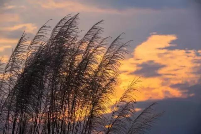 江油看花的景点推荐，来江油共赴一场梨花盛宴
