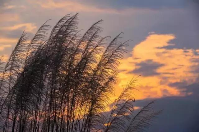 江油看花的景点推荐，来江油共赴一场梨花盛宴