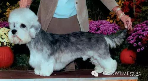 梗犬为什么叫梗犬，狗狗一边玩一边抓老鼠