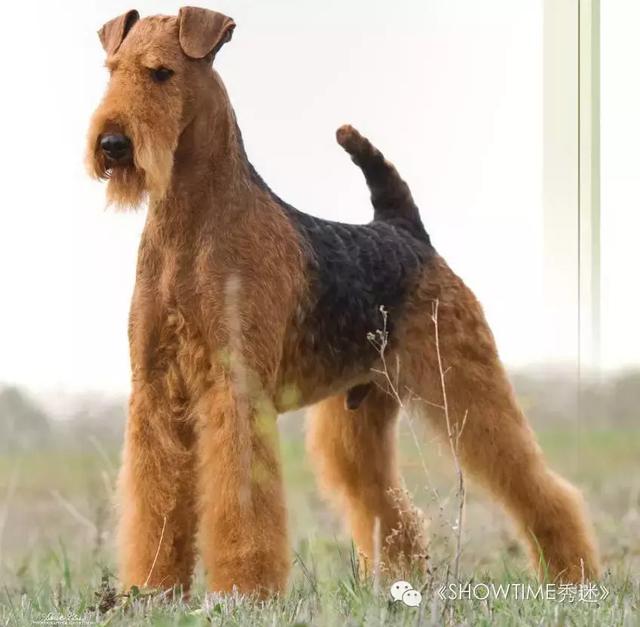 梗犬为什么叫梗犬，狗狗一边玩一边抓老鼠