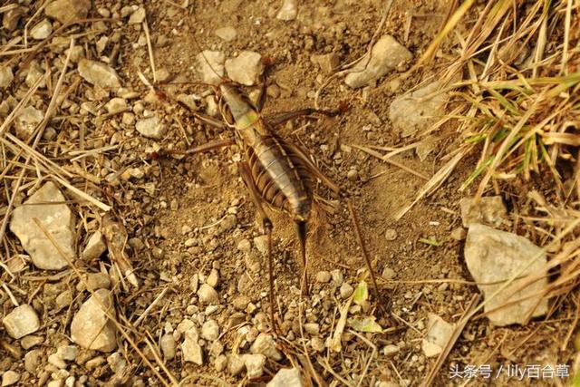 螳螂和蚂蚱的区别，10种常见的蚂蚱