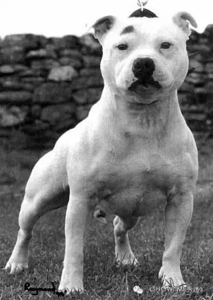 梗犬为什么叫梗犬，狗狗一边玩一边抓老鼠