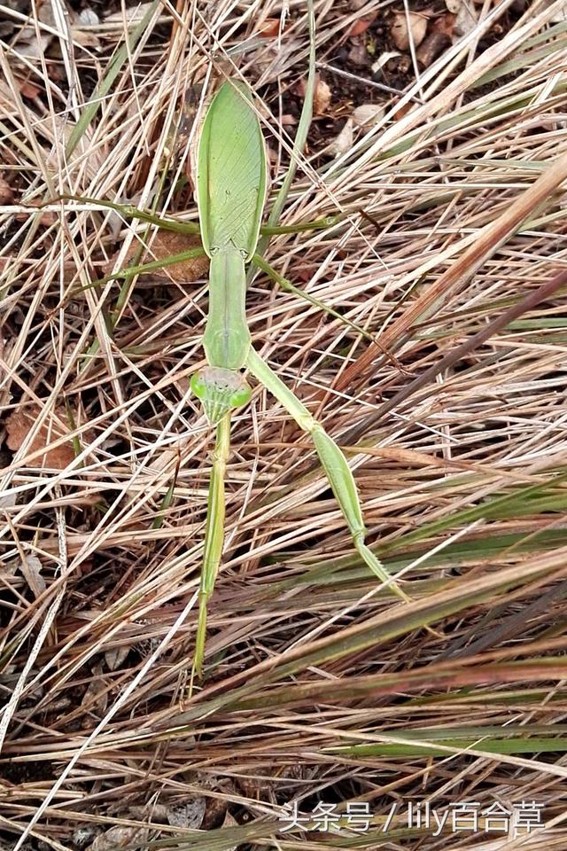 螳螂和蚂蚱的区别，10种常见的蚂蚱