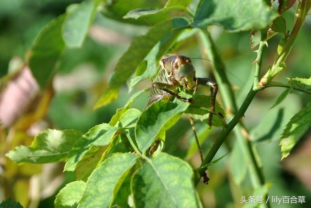 螳螂和蚂蚱的区别，10种常见的蚂蚱
