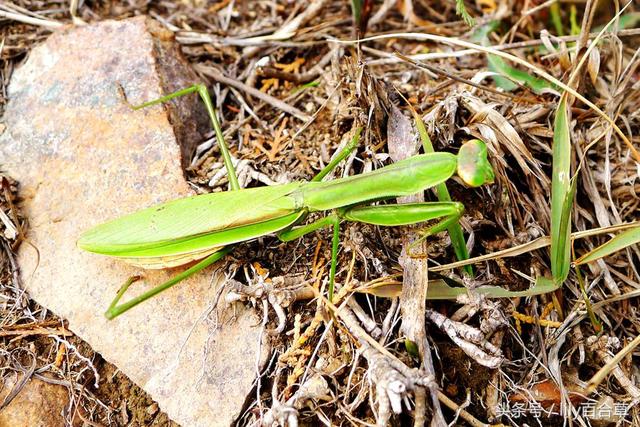 螳螂和蚂蚱的区别，10种常见的蚂蚱