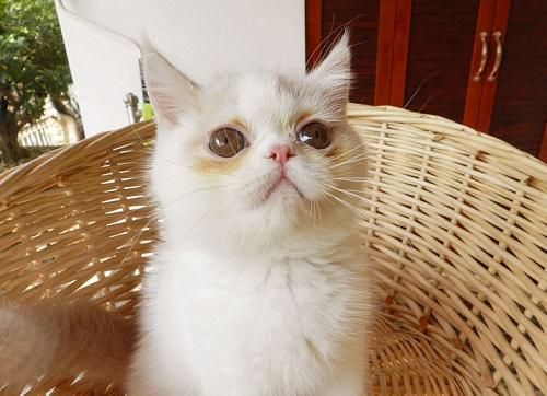 养品种猫和宠物猫有什么区别，“宠物猫”和“田园猫”的区别