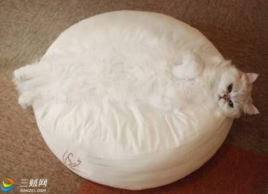 盘点忍者猫的复仇，一只忍者猫的复仇之路