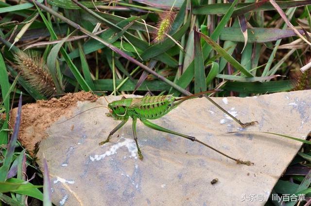 螳螂和蚂蚱的区别，10种常见的蚂蚱