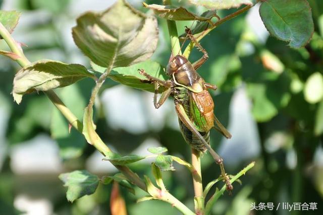 螳螂和蚂蚱的区别，10种常见的蚂蚱