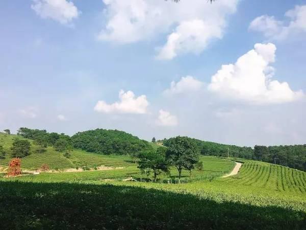 广西横县风景区有哪些，横州夏日限定美景，等你来赏