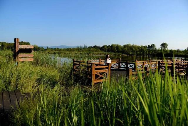 北京最美的野鸭湖，游北京野鸭湖国家湿地公园