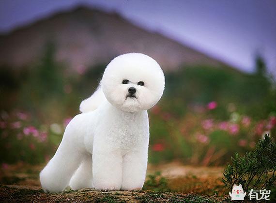 比熊犬的10大缺点，比熊犬的常见造型