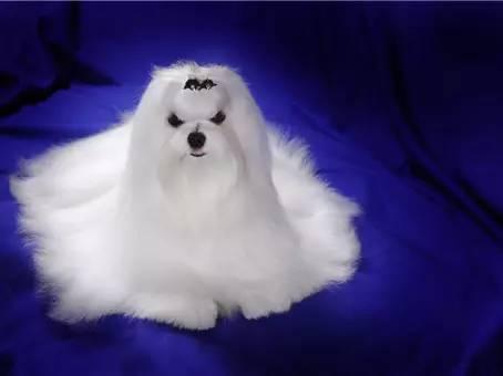 十大新手最好养的小型犬价格便宜，适合家养的10种小型犬