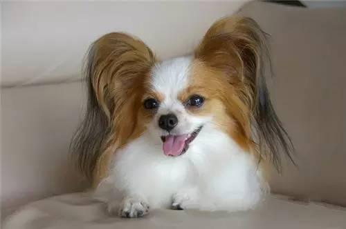 十大新手最好养的小型犬价格便宜，适合家养的10种小型犬