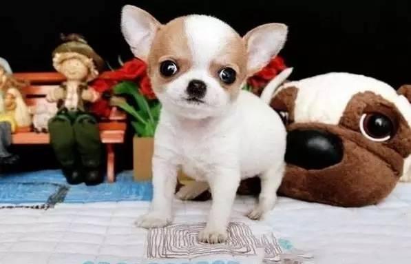 十大新手最好养的小型犬价格便宜，适合家养的10种小型犬