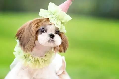 十大新手最好养的小型犬价格便宜，适合家养的10种小型犬