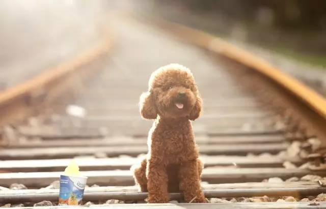 十大新手最好养的小型犬价格便宜，适合家养的10种小型犬