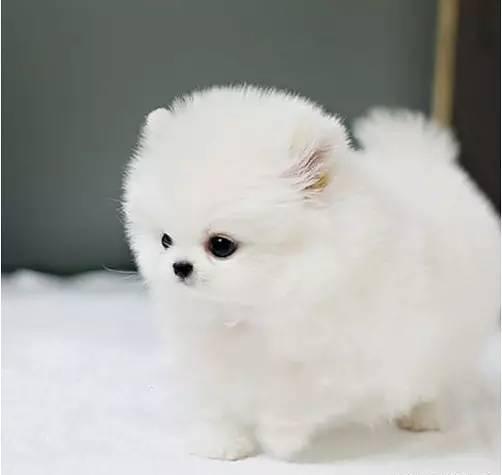 十大新手最好养的小型犬价格便宜，适合家养的10种小型犬