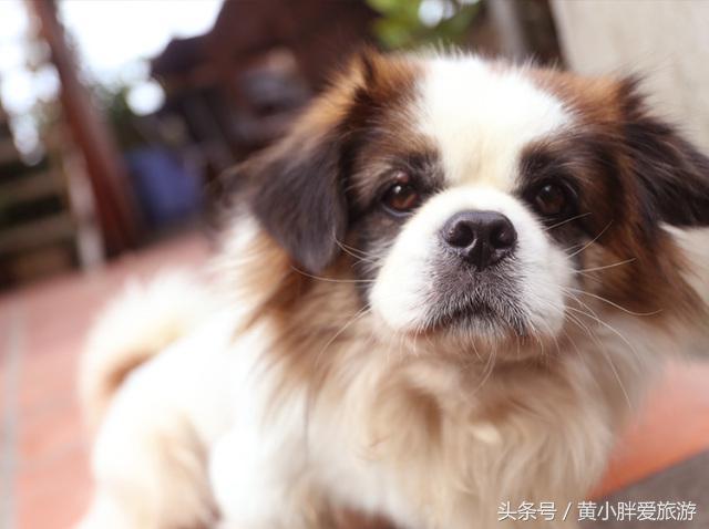 鼓浪屿一日游最佳攻略，鼓浪屿一日游好去处