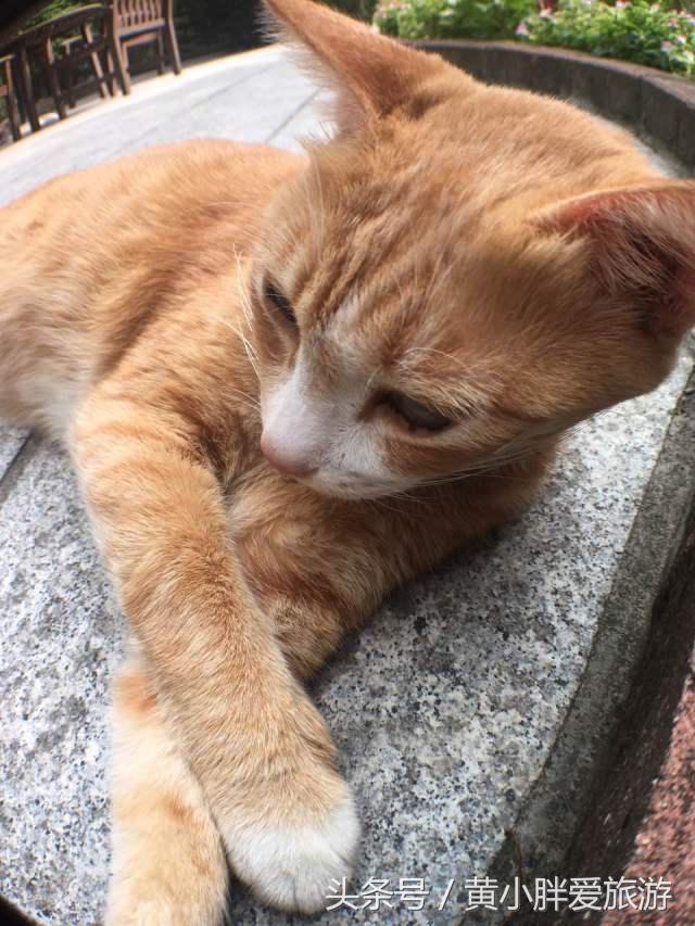 鼓浪屿一日游最佳攻略，鼓浪屿一日游好去处