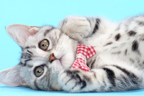 养品种猫和宠物猫有什么区别，“宠物猫”和“田园猫”的区别