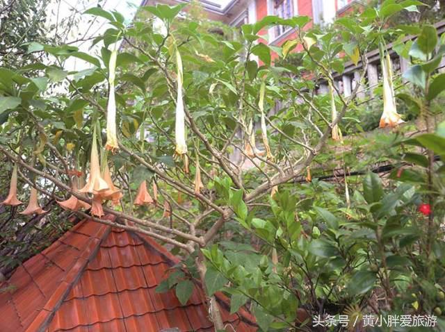 鼓浪屿一日游最佳攻略，鼓浪屿一日游好去处