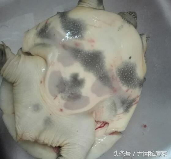 甲鱼的家常做法，甲鱼的家常做法 炖甲鱼（甲鱼这样做比烧汤更美味）