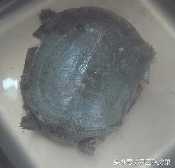 甲鱼的家常做法，甲鱼的家常做法 炖甲鱼（甲鱼这样做比烧汤更美味）