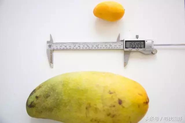 芒果什么品种好吃又甜，芒果测评大全6个产地