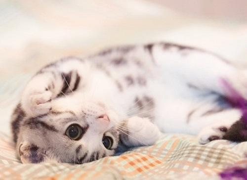 养品种猫和宠物猫有什么区别，“宠物猫”和“田园猫”的区别